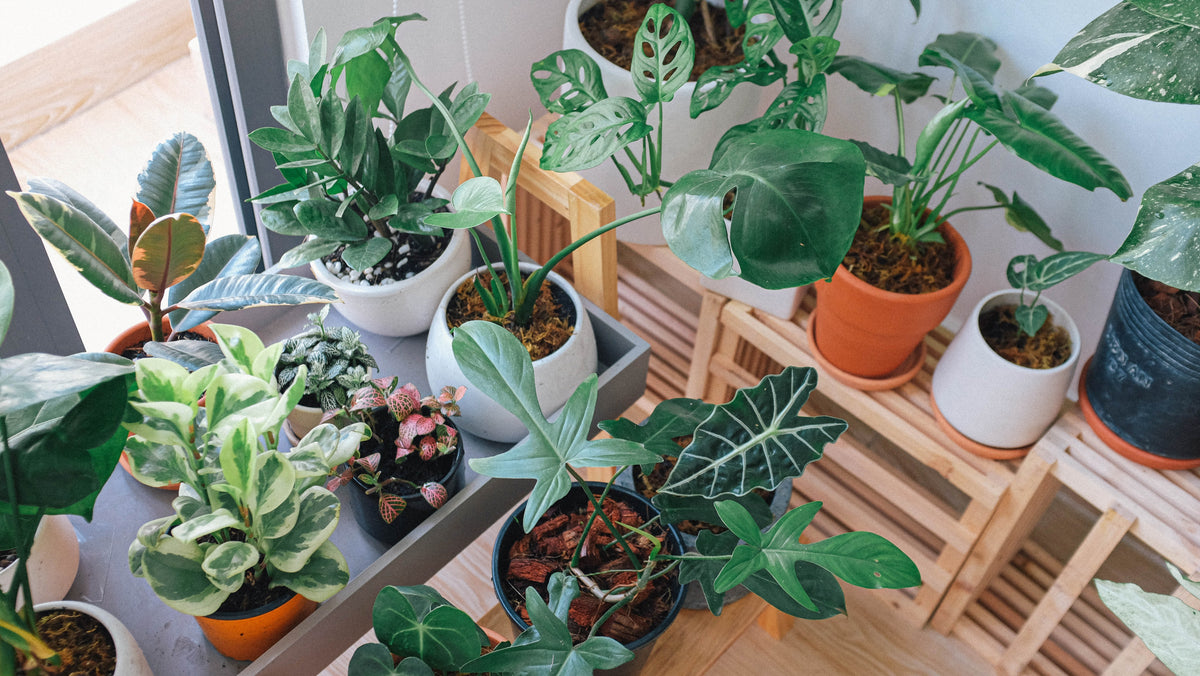 Growing Houseplants from Seed in the UK  Easy Grow Seeds