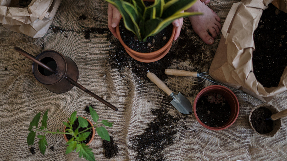 Complete guide to growing our top 5 indoor houseplants from seed that