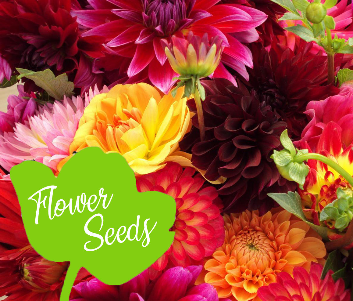 Flower Seeds Easy Grow Seeds