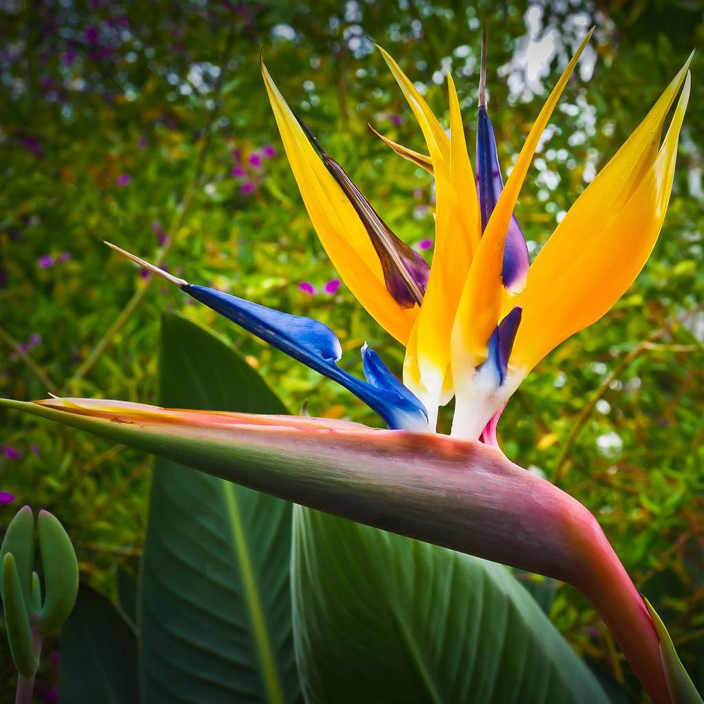 Bird of Paradise Mandela's Gold Houseplant Seeds