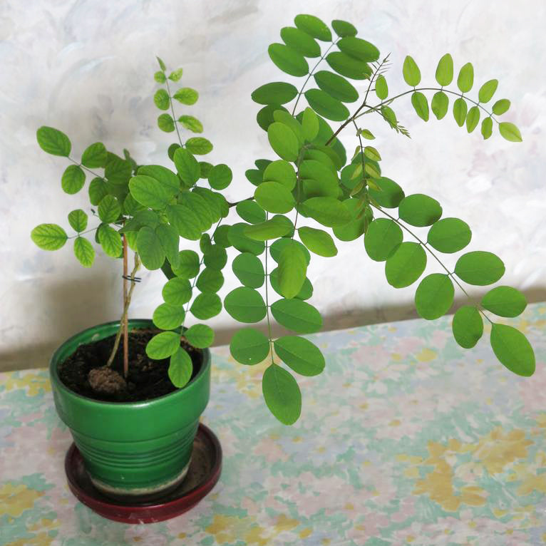 bonsai locust tree Black Locust Bonsai Houseplant Seeds