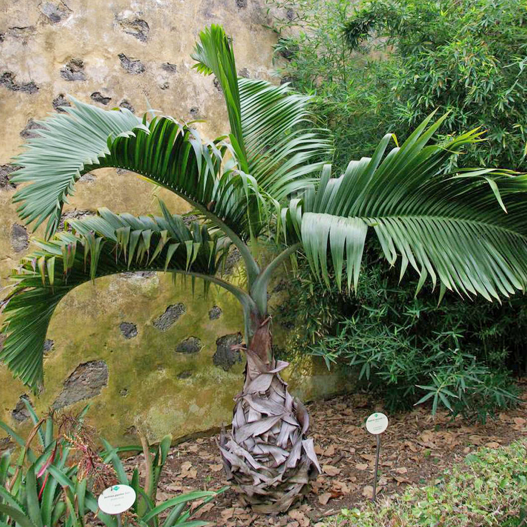 planting palm tree seeds Bottle Palm Houseplant Seeds