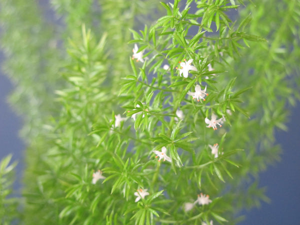 Foxtail Fern Houseplant Seeds