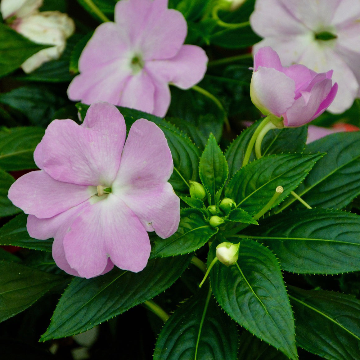 flower seeds impatiens Impatiens Hawkeri F1 New Guinea Divine Blue Pearl Flower Seeds – Easy Grow Seeds