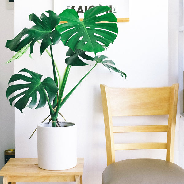 Monstera Deliciosa Swiss Cheese Houseplant Seeds