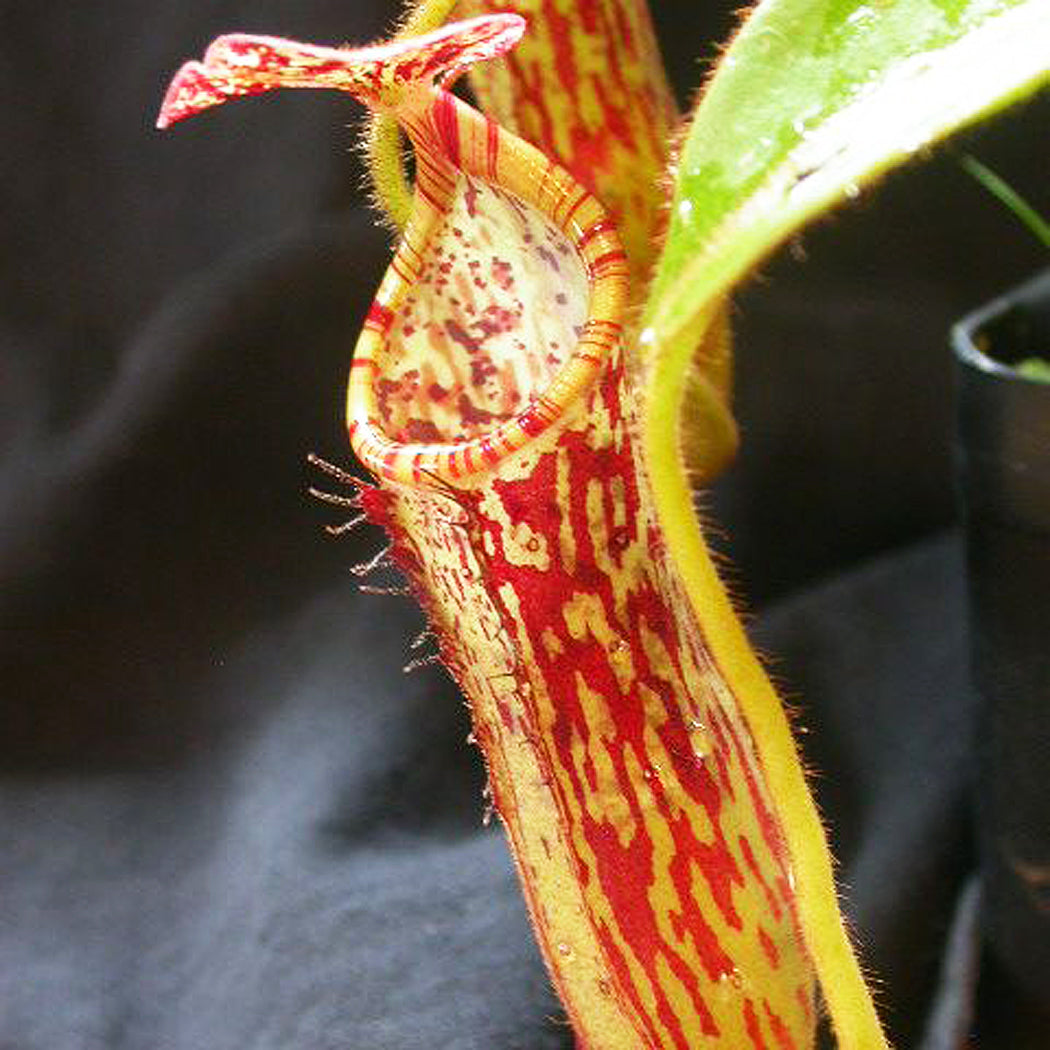 pitcher house plant Tropical Pitcher Plant Nepenthes stenophylla Carnivorous Houseplant Se