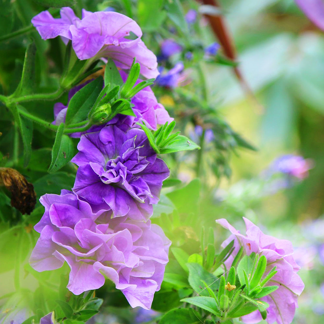 can you plant lavender and petunias together Petunia Duo Lavender Flower Seeds