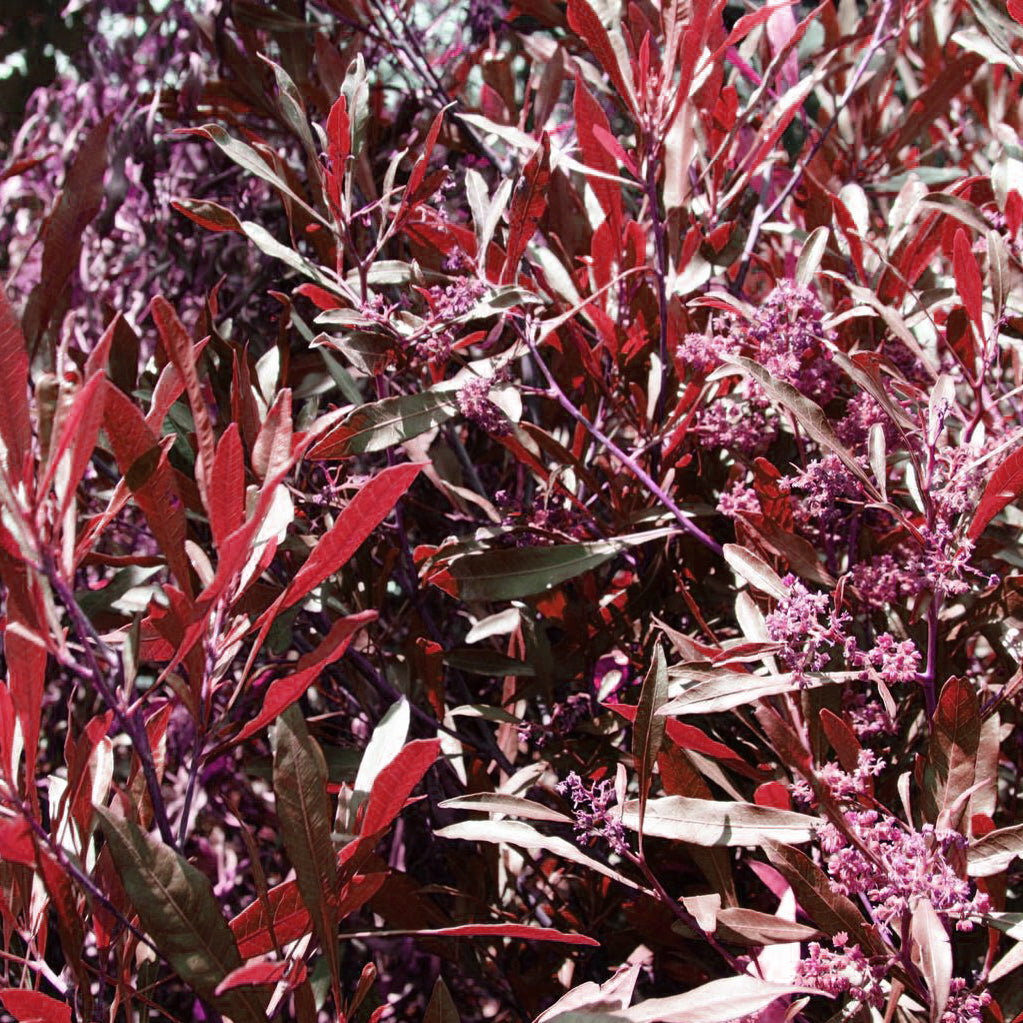 hop seed plants Purple Hop Bush Shrub Seeds – Easy Grow Seeds