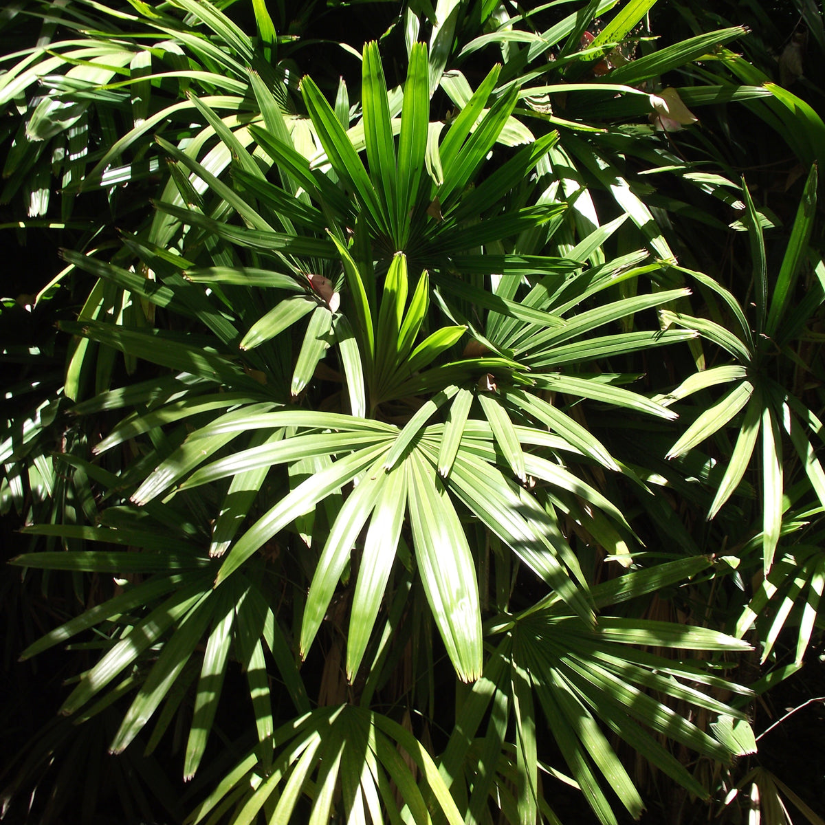 Lady Palm Houseplant Seeds – Easy Grow Seeds