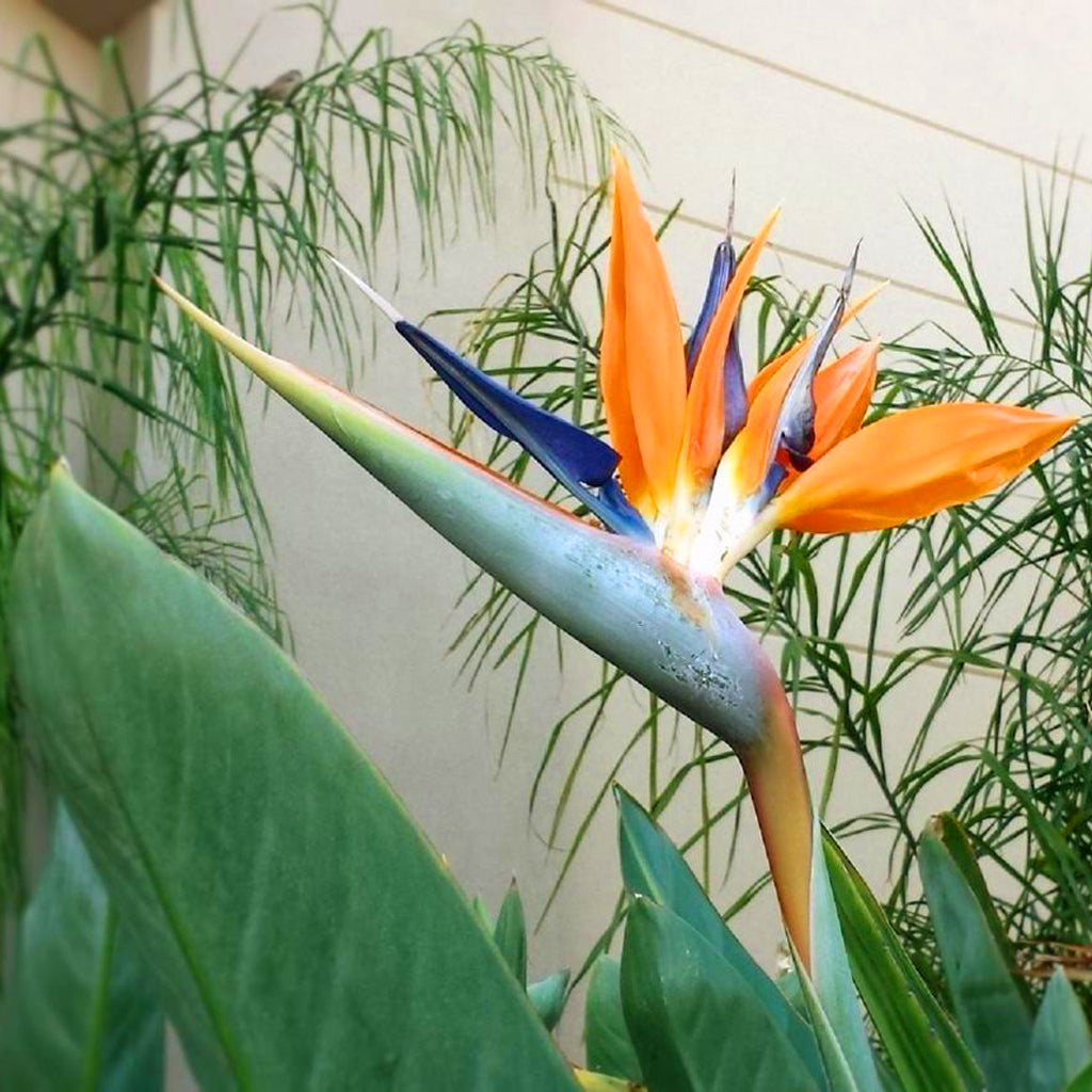 bird of paradise plant seeds for sale Bird of Paradise Strelitzia Reginae Houseplant Seeds