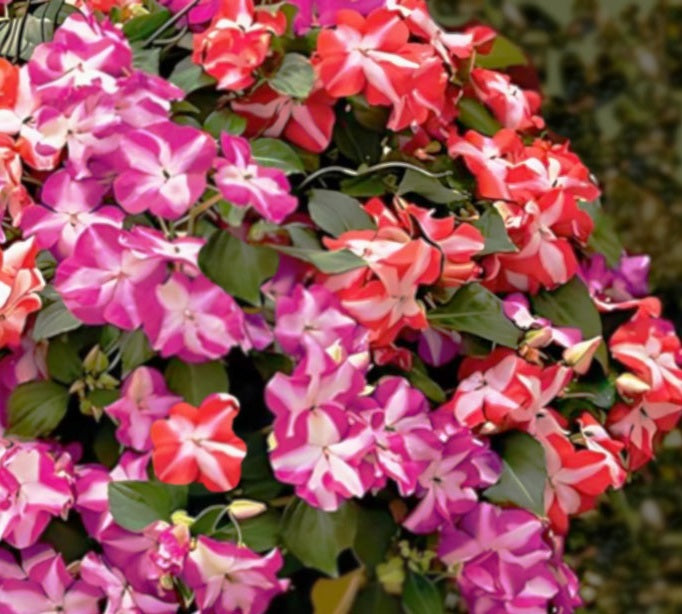 Impatiens Walleriana F1 Accent Star Flower Seeds – Easy Grow Seeds