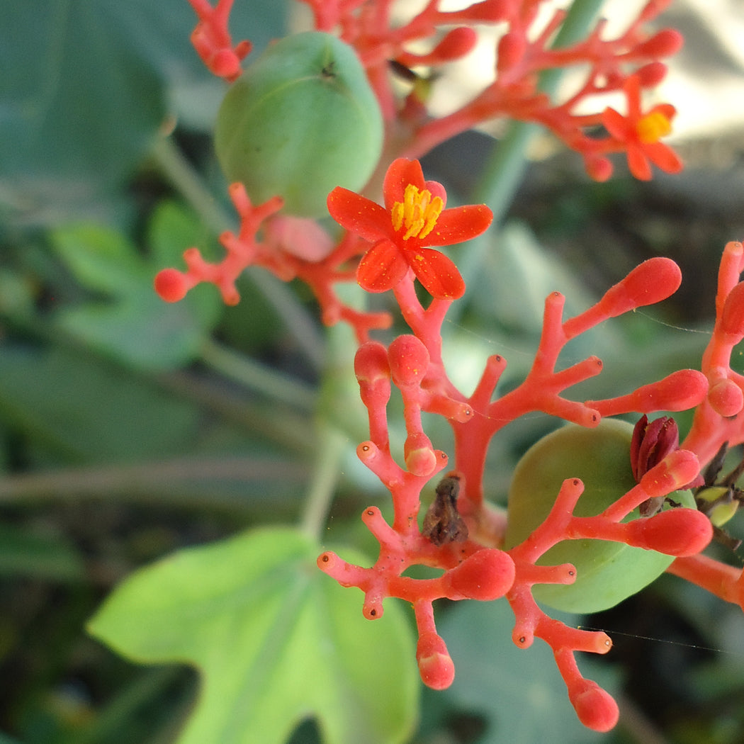 house plant seeds for sale Buddha Belly Plant Jatropha podagrica Succulent Houseplant Seeds