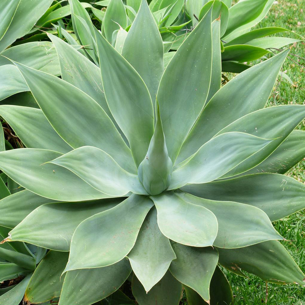 agave house plant Foxtail Lion's Tail Agave Houseplant Seeds