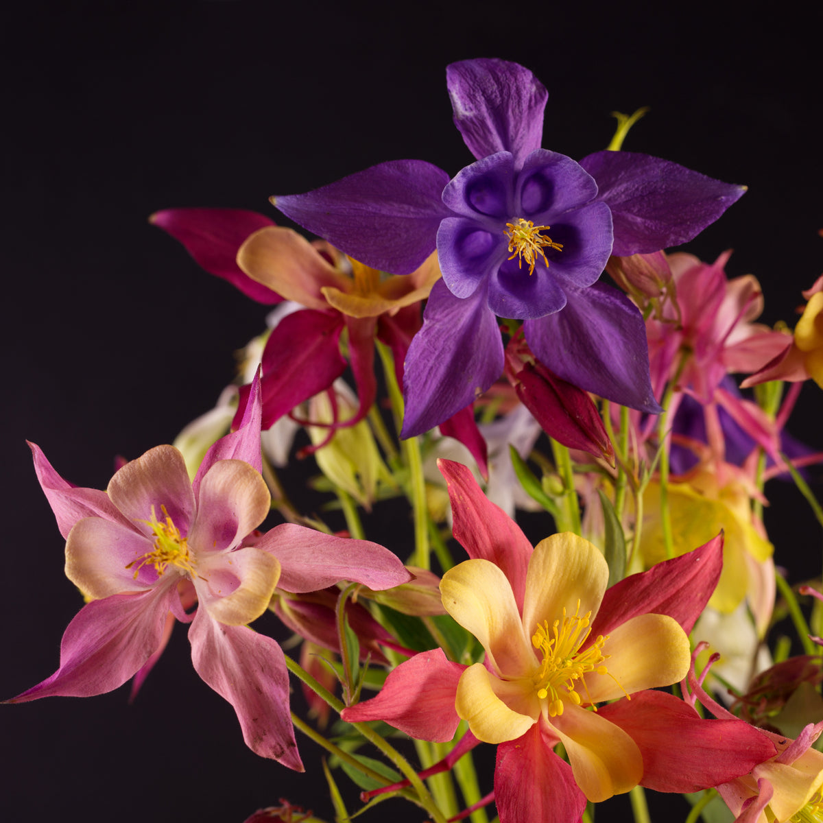 Aquilegia McKana's Giant Columbine Seeds - 200+ Mixed Color Flower Seeds USA Grown