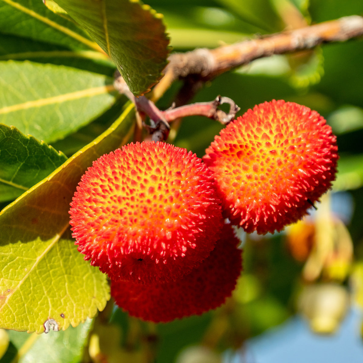 irish strawberry tree bonsai Strawberry Tree Bonsai Houseplant Seeds