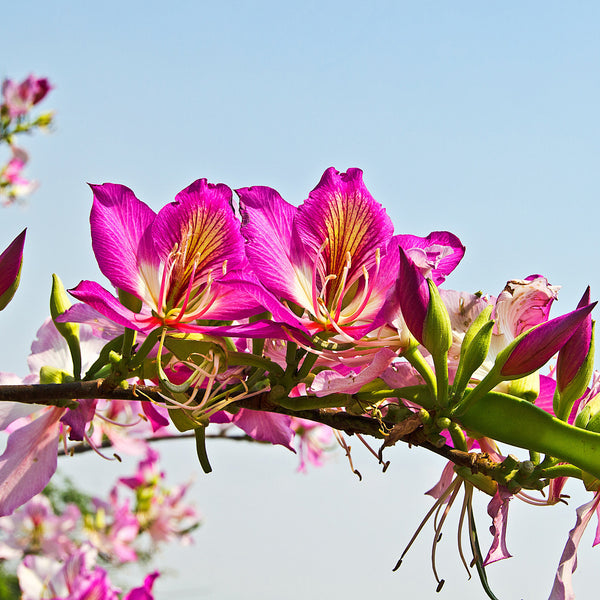 Purple Orchid Bonsai Houseplant Seeds