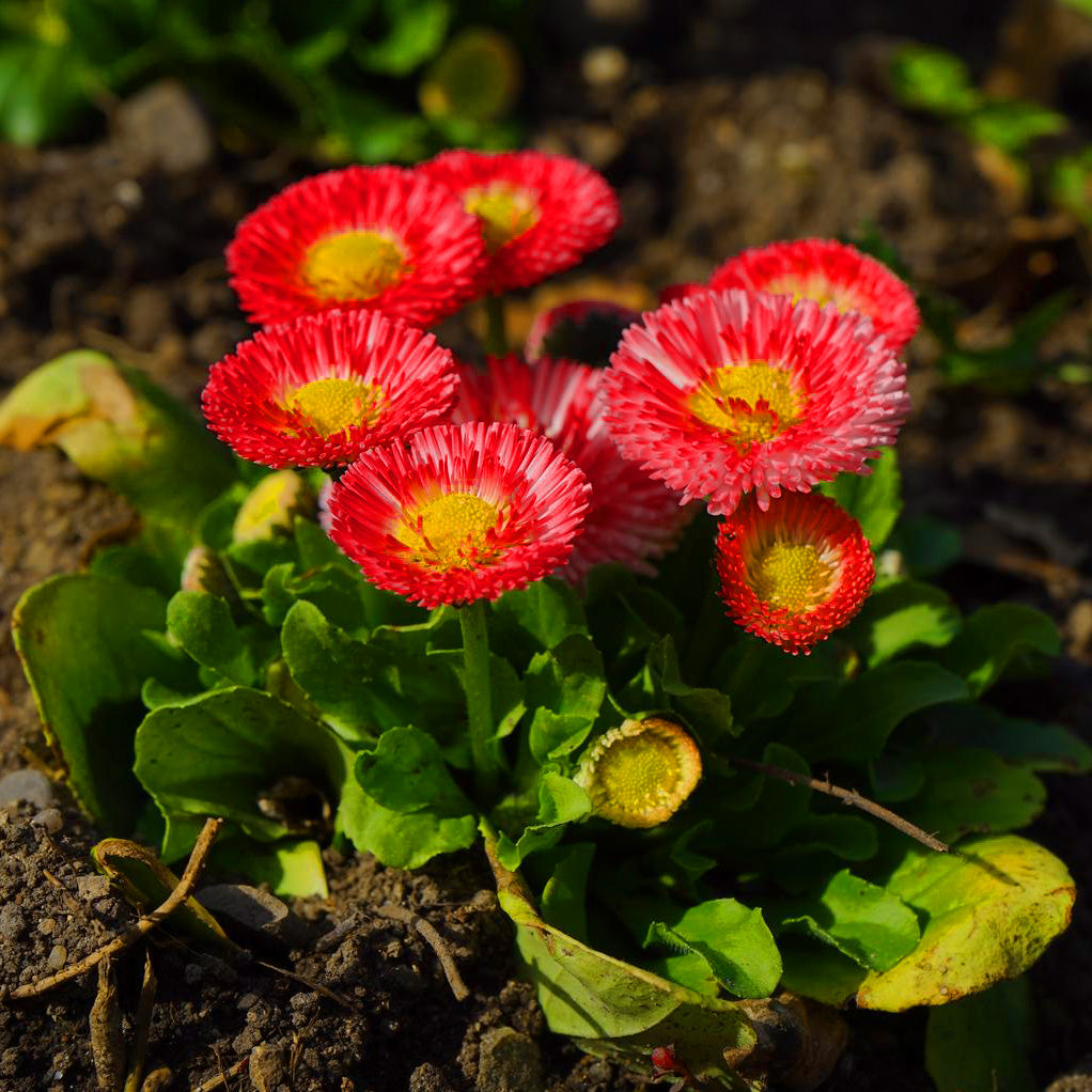 bellis flower seeds Bellis Bam Bam Red Flower Seeds