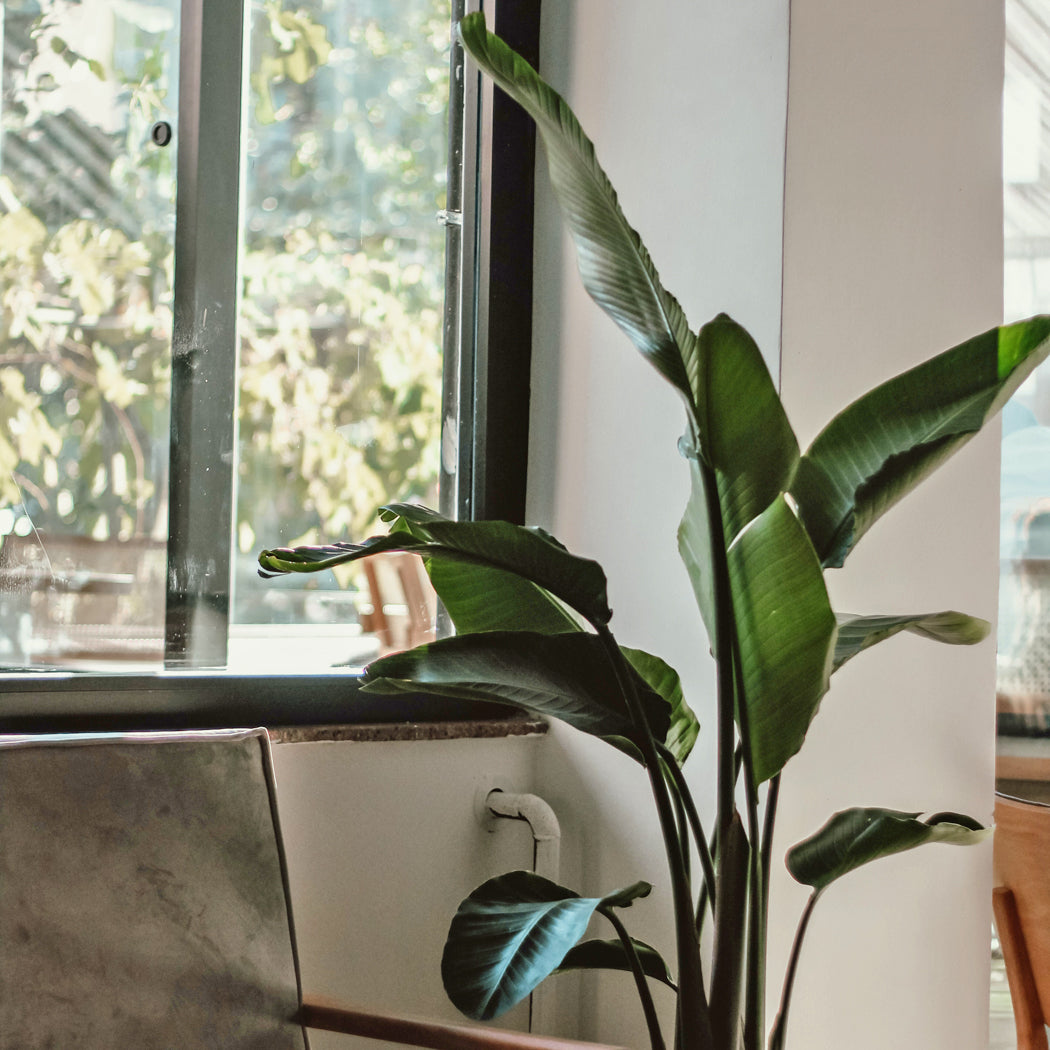 wild banana indoor plant Bird of Paradise Strelitzia Nicolai Houseplant Seeds