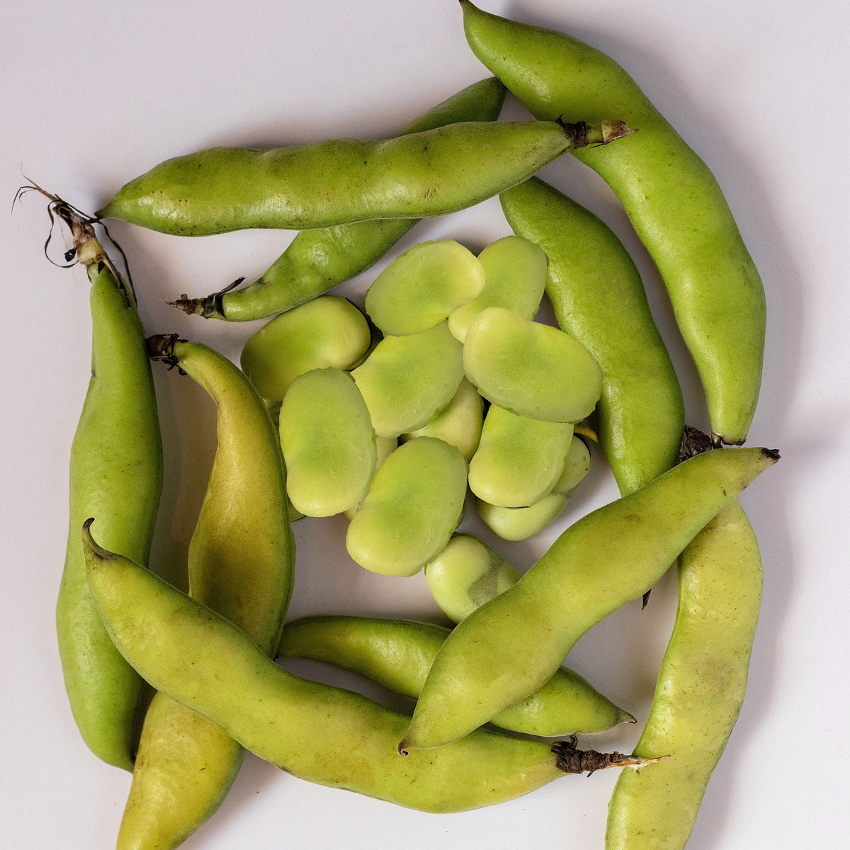 Broad Bean Super Aquadulce Seeds Easy Grow Seeds