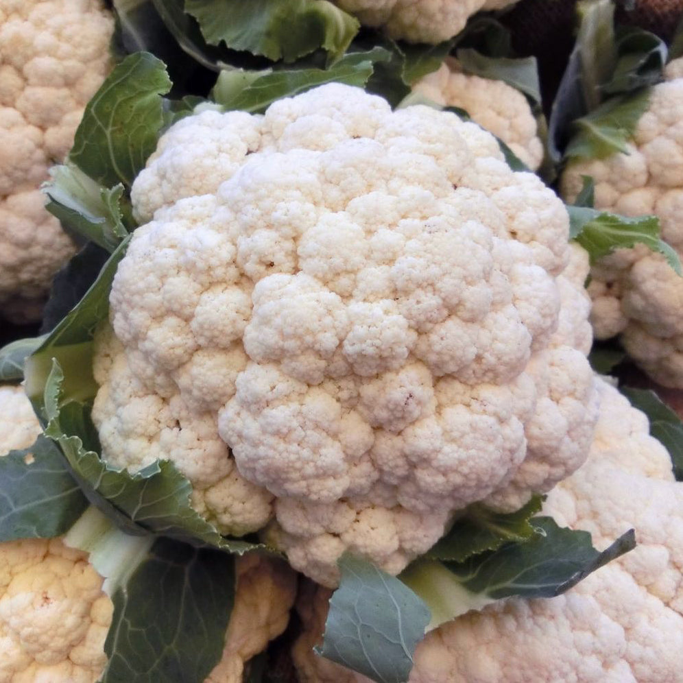 Cauliflower All The Year Round Seeds Easy Grow Seeds