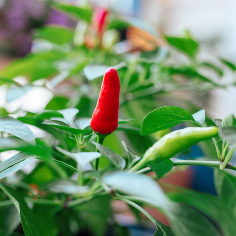 Cayenne Red Pepper Seeds