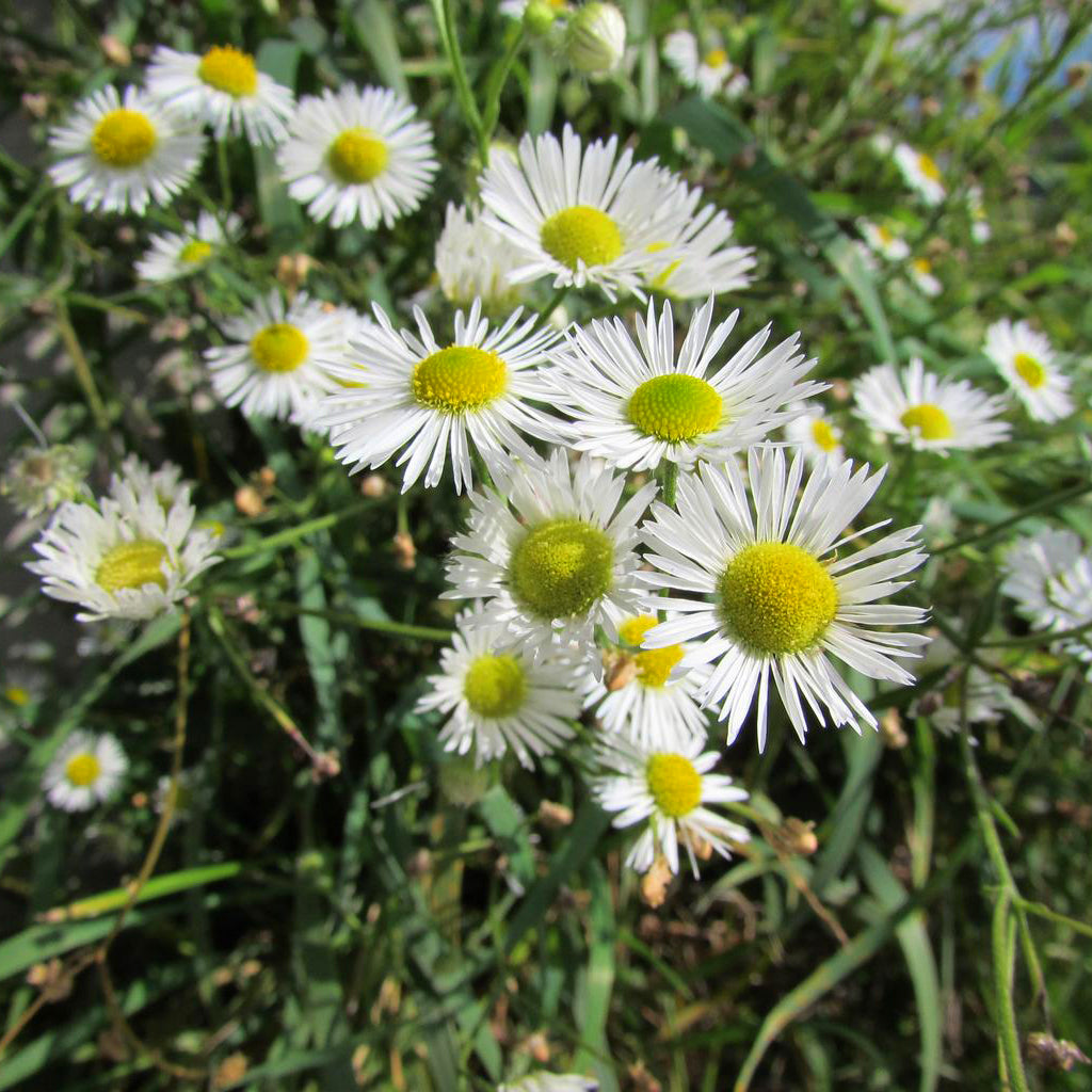 Chamomile Seeds Easy Grow Seeds