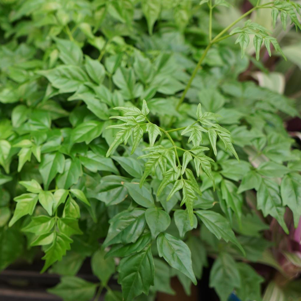 china doll plant seeds China Doll Houseplant Seeds