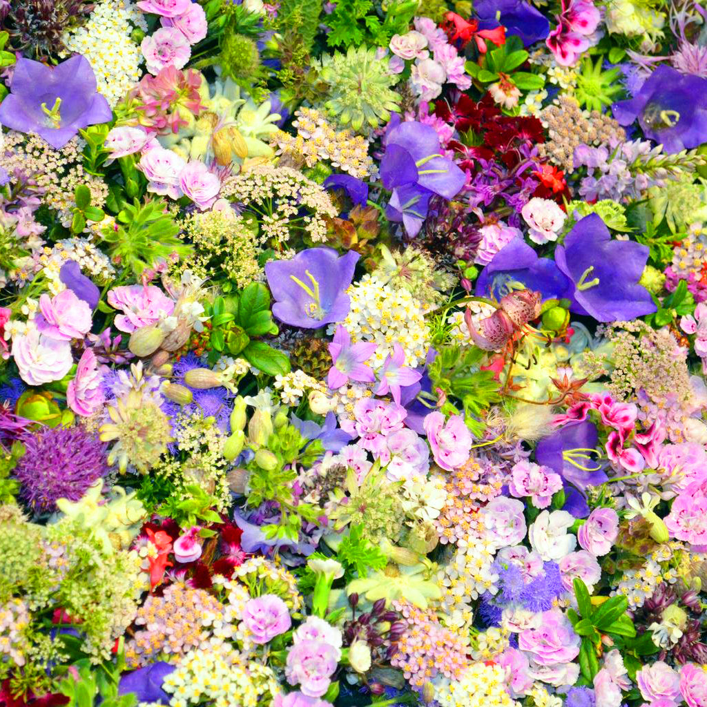 cut flower mix seeds Cut Flower Mixed Wild Flower Seeds – Easy Grow Seeds