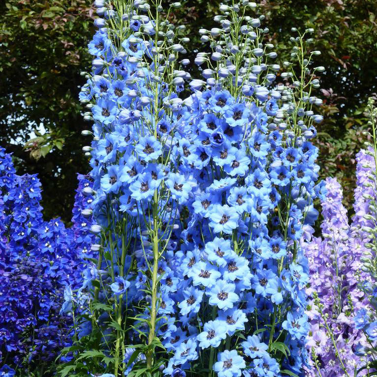 delphinium flower seeds Delphinium Pacific Giants Flower Seeds – Easy Grow Seeds