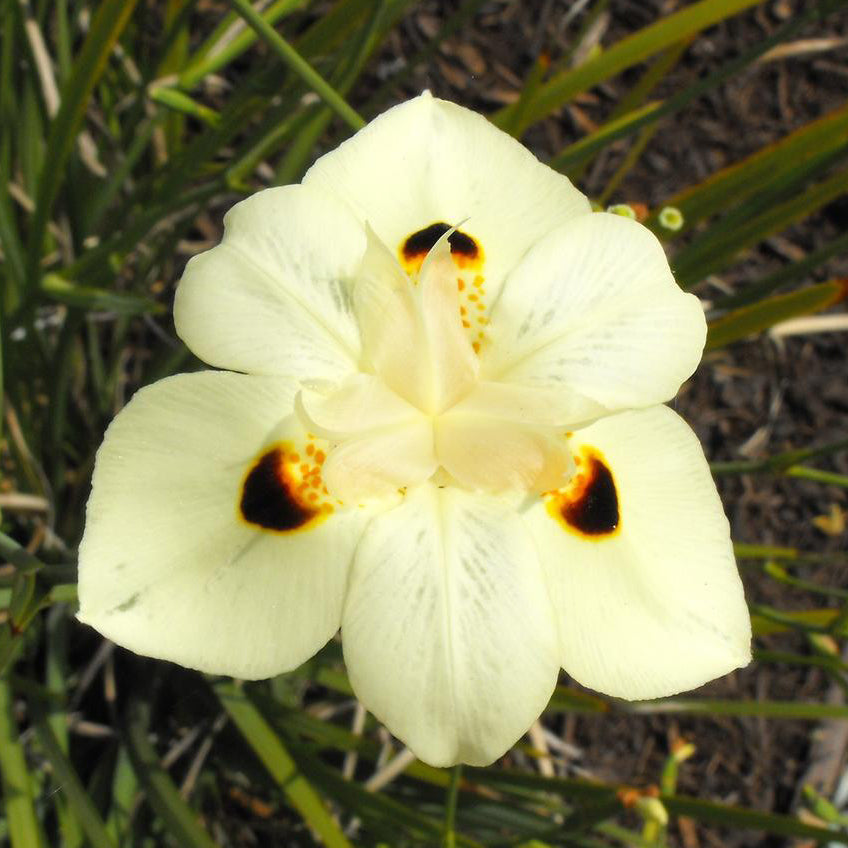 white lily flower seeds Dietes Bicolor Fortnight Lily Flower Seeds – Easy Grow Seeds