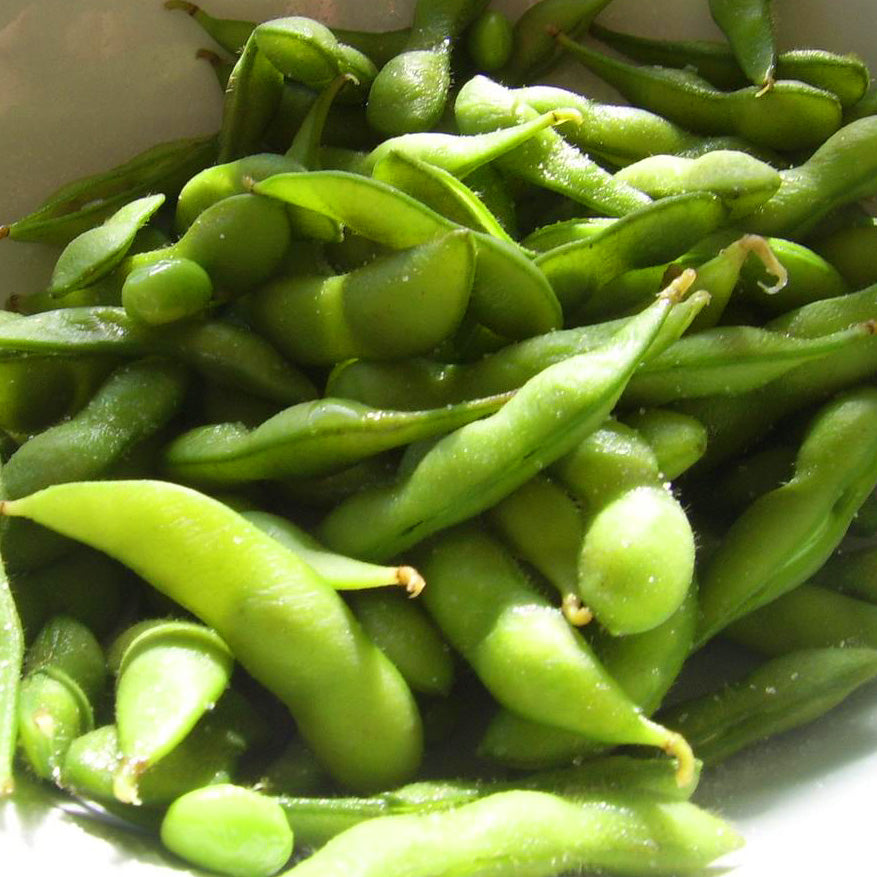 Japanese Edamame Bean Seeds Easy Grow Seeds