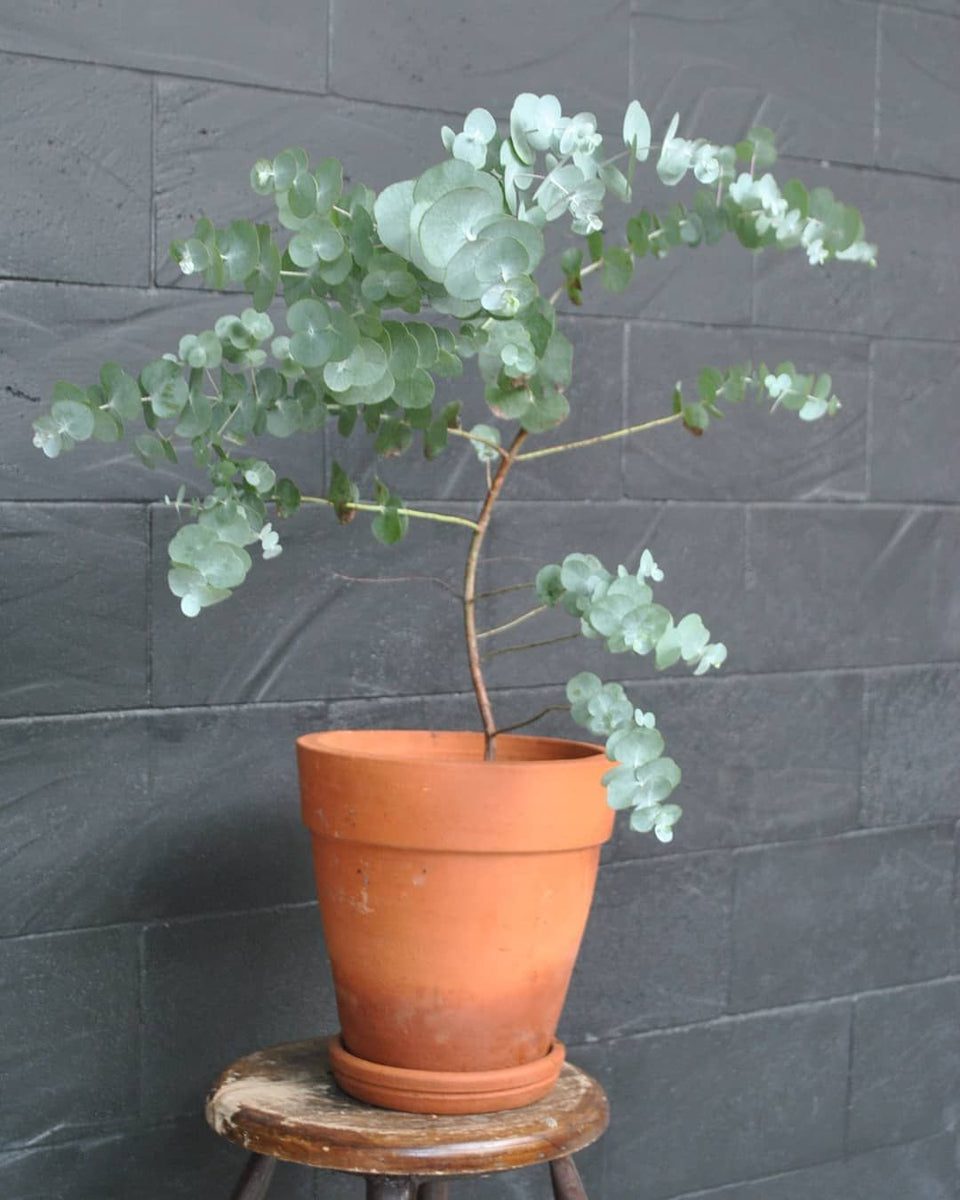 Baby Eucalyptus Houseplant Seeds – Easy Grow Seeds