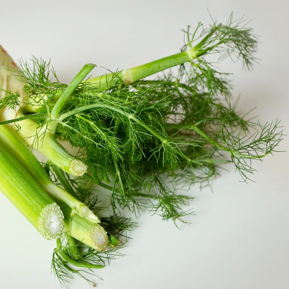 plant fennel seeds Fennel Herb Seeds – Easy Grow Seeds