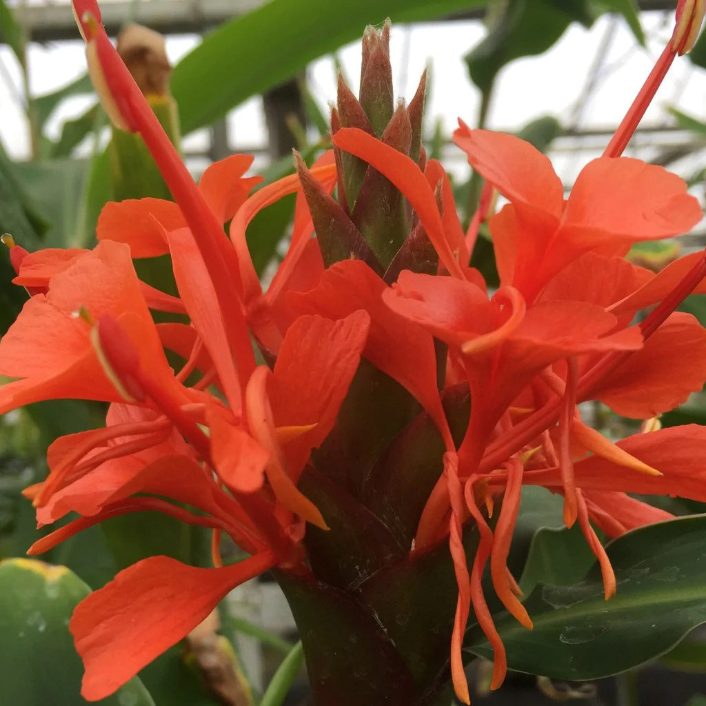 ginger house plant Hedychium Rubrum Red Butterfly Ginger Lily Houseplant Seeds – Easy Grow Seeds
