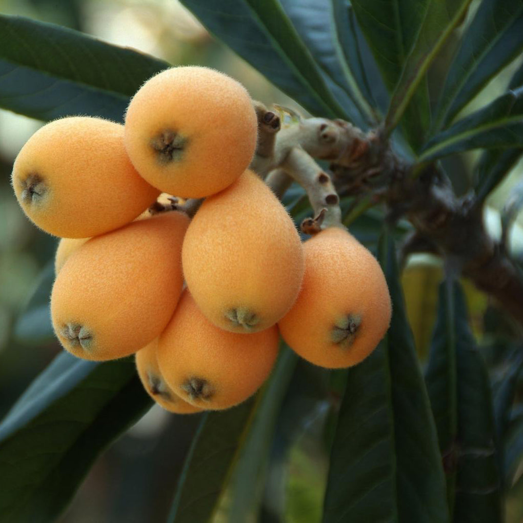 bonsai fruit tree seeds for sale Japanese Plum Tree Bonsai Houseplant Seeds – Easy Grow Seeds