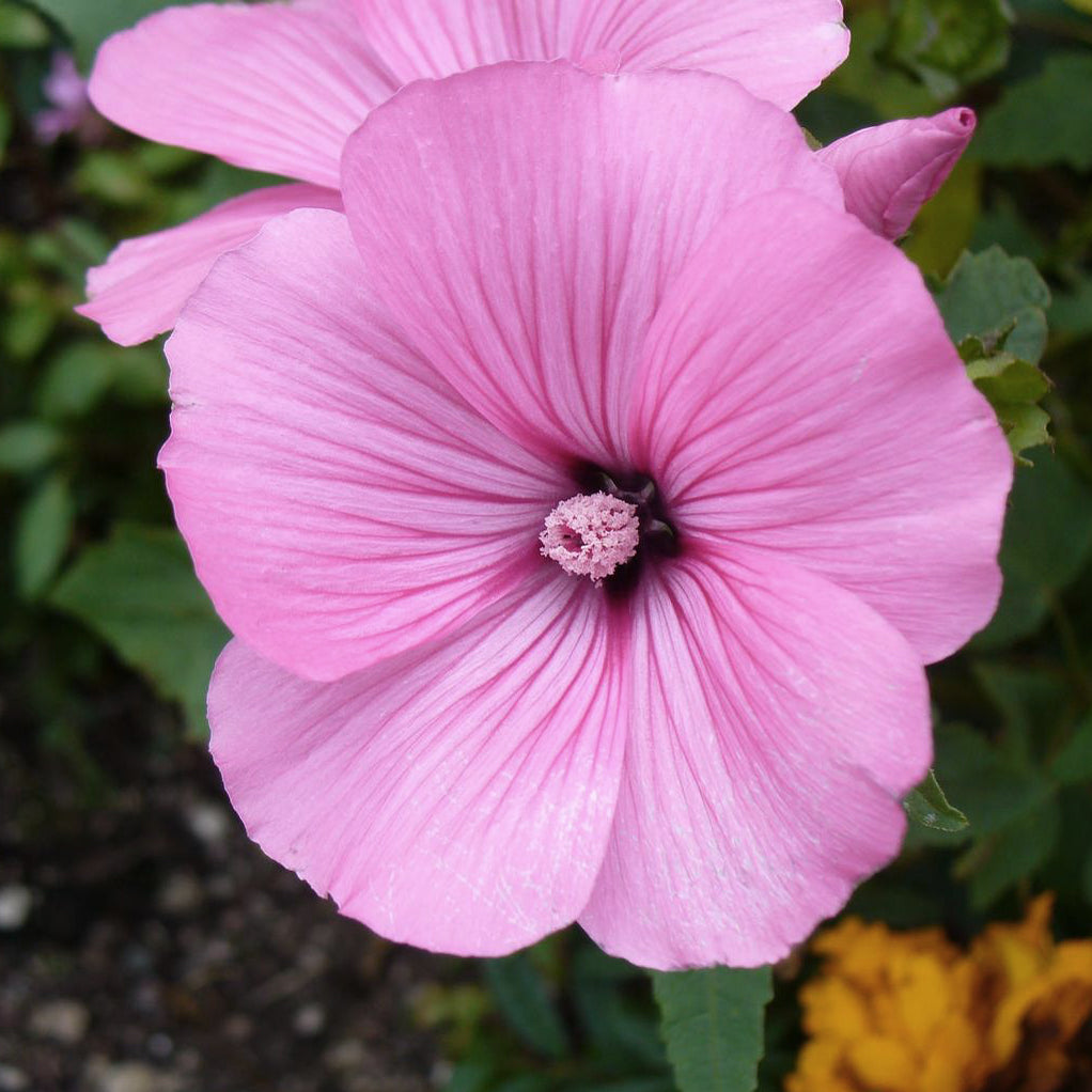 lavatera flower seeds Lavatera Silver Cup Mallow Flower Seeds