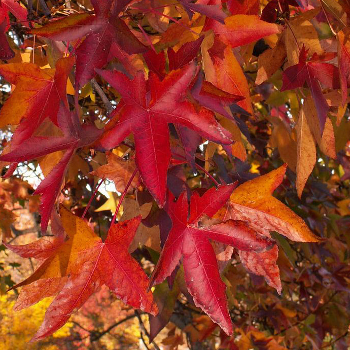Bonsai Sweetgum Liquidambar Tree Houseplant Seeds Easy Grow Seeds