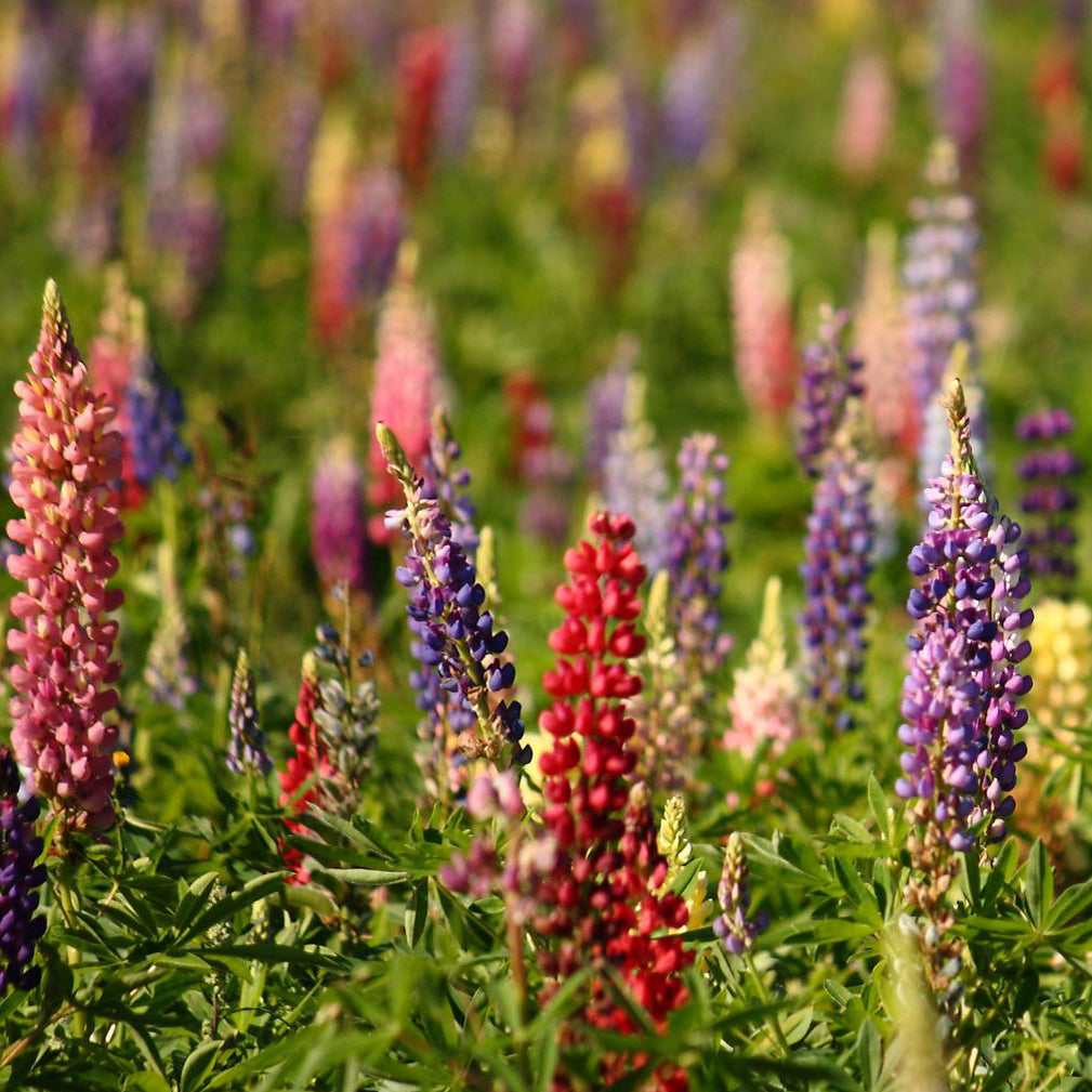 lupins from seed to flower Lupin Russell Special Mixed Flower Seeds – Easy Grow Seeds