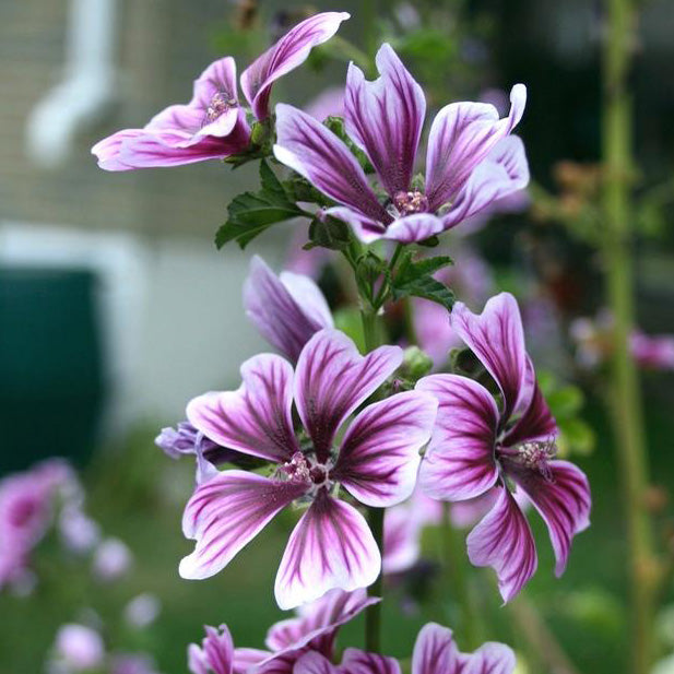 planting malva seeds Malva Sylvestris Zebrina Zebra Mallow Flower Seeds