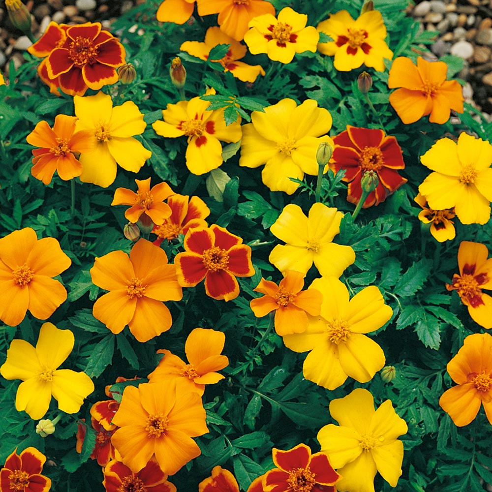 flower seeds in french French Disco Marigold Flower Seeds – Easy Grow Seeds
