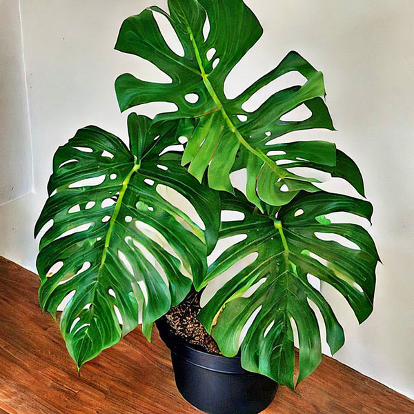 Monstera Deliciosa Swiss Cheese Houseplant Seeds
