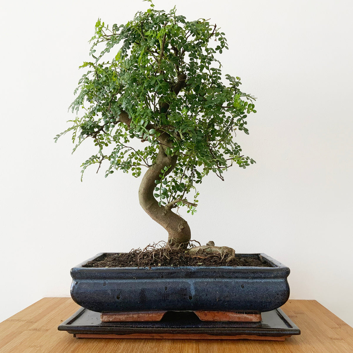 moringa bonsai tree Moringa Oleifera Leaf Bonsai Houseplant Seeds – Easy Grow Seeds