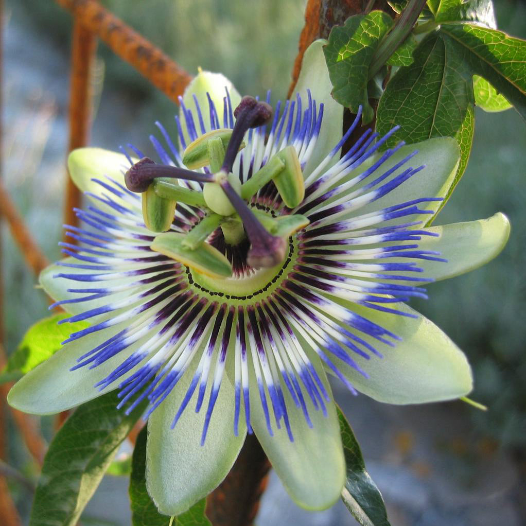 blue crown passion flower seeds Blue Crown Passionflower Houseplant Seeds