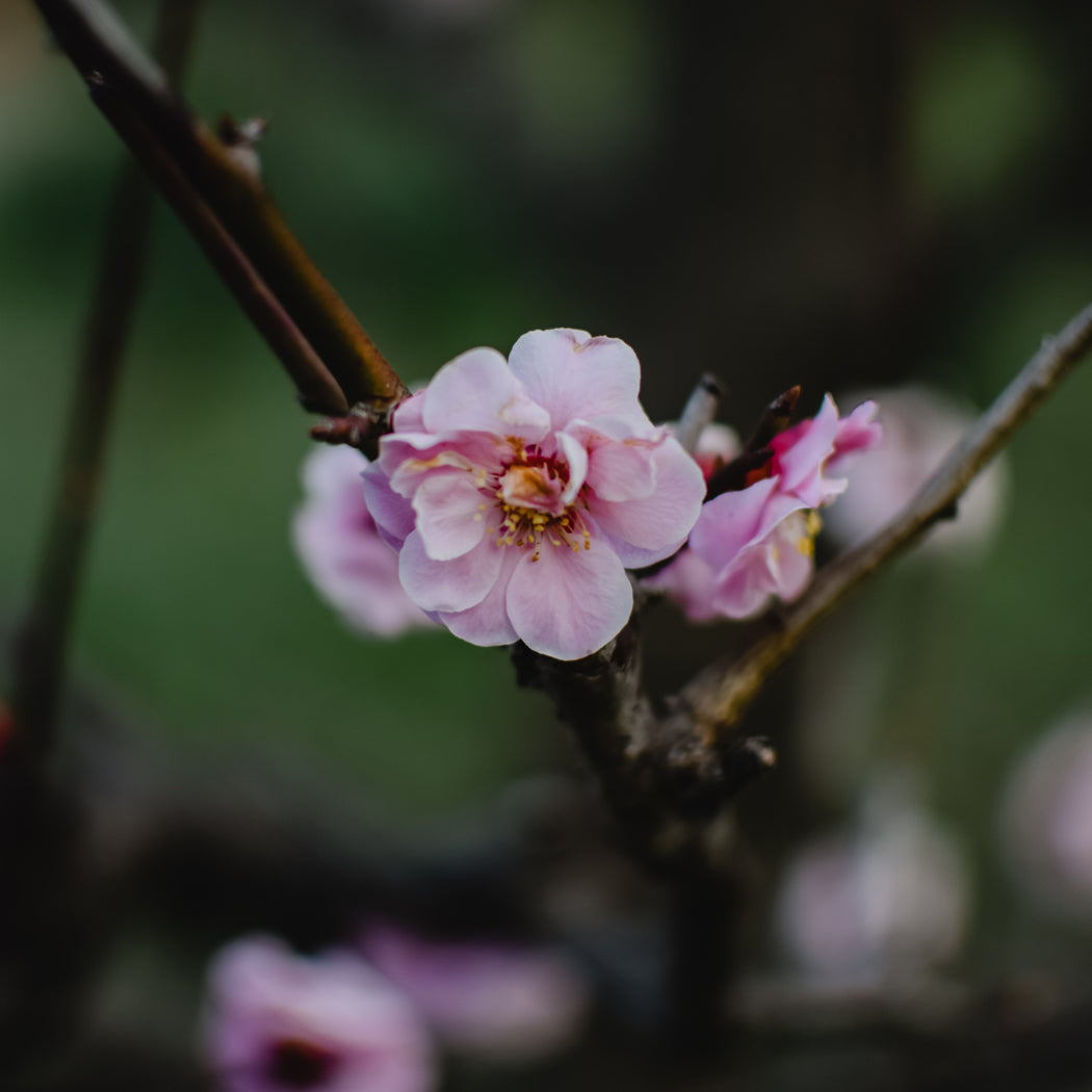 plasticine, peach blossom orchard, close up of one beautiful pea 