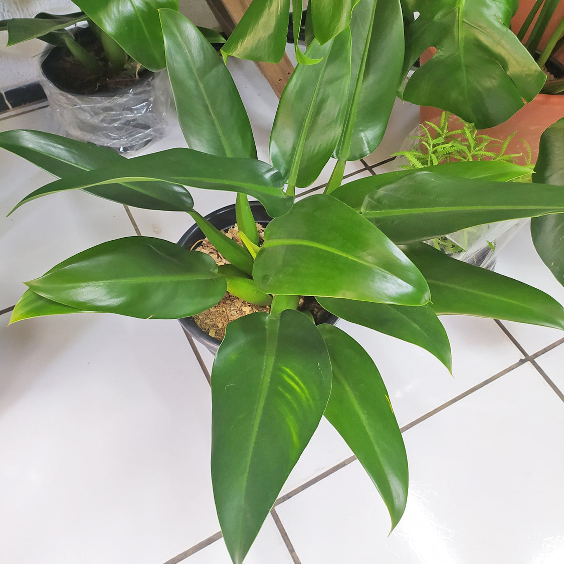 flask philodendron Philodendron Martianum Pacová Houseplant Seeds