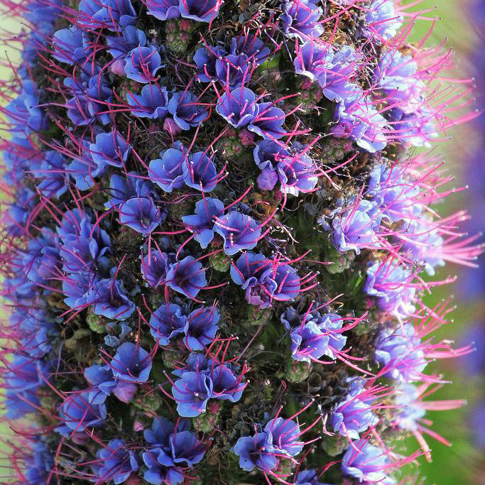 planting echium seeds Pride of Madeira 'Echium Fastuosum' Flower Seeds – Easy Grow Seeds