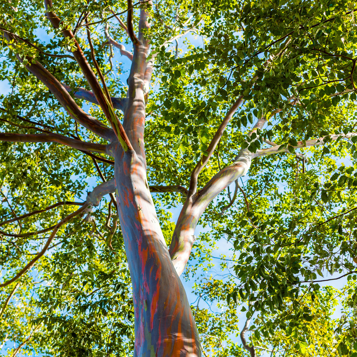 Purchases Fresh Air/Eucalyptus For Rainbow