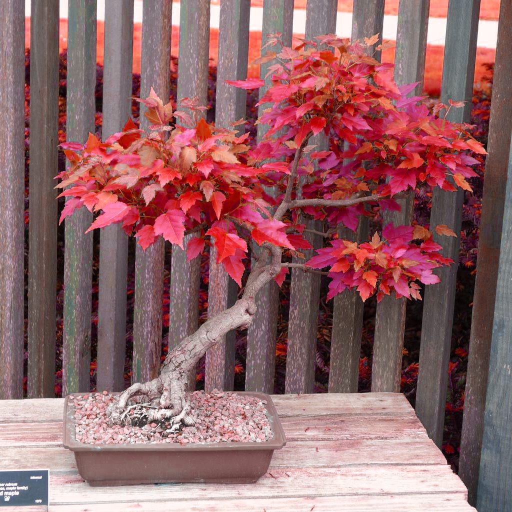 japanese maple bonsai tree seeds Red Sunset Maple Bonsai Houseplant Seeds