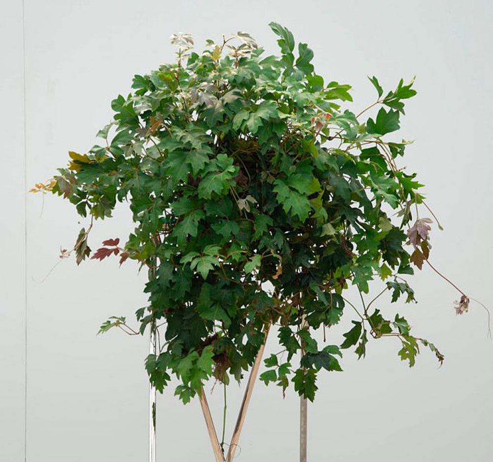 grape ivy indoor plant Cape Grape Ivy Houseplant Seeds – Easy Grow Seeds