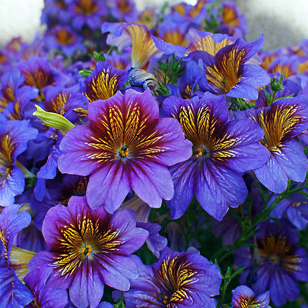 Salpiglossis F1 Royale Mixed Flower Seeds